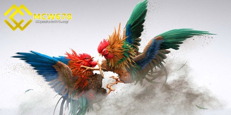 Sảnh đá gà Odin sở hữu chất lượng top đầu hiện nay 6 Bỏ túi bí quyết đặt cược tại sảnh đá gà