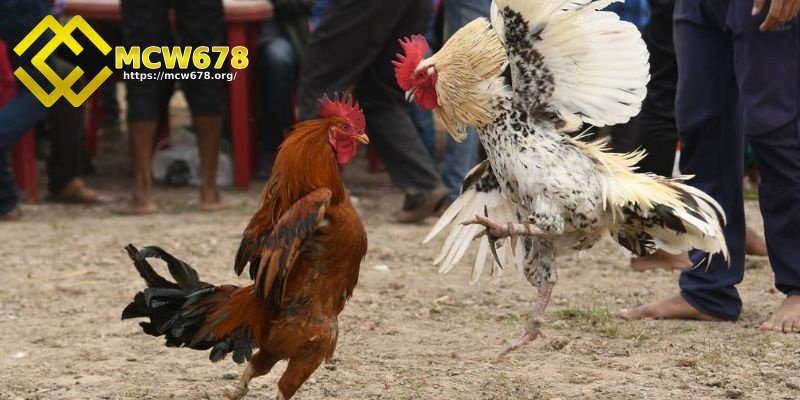 Đá gà Campuchia - Hình thức giải trí hấp dẫn và kịch tính 6 Đá gà có những cửa cược nào?