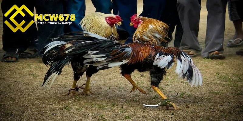 Đá gà Campuchia - Hình thức giải trí hấp dẫn và kịch tính 5 Đá gà cựa sắt, cựa dao