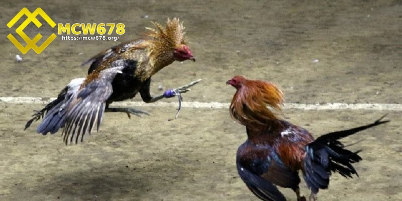 Đá gà Campuchia - Hình thức giải trí hấp dẫn và kịch tính 1 Đá gà Campuchia là gì?