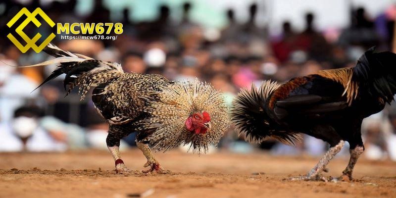 Đá hồi mã thương - Tuyệt chiêu hạ gục đối thủ nhanh chóng 2 Chọn những con gà nhanh nhẹn
