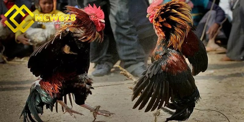 Đá hồi mã thương - Tuyệt chiêu hạ gục đối thủ nhanh chóng 1 Đá hồi mã thương là gì?