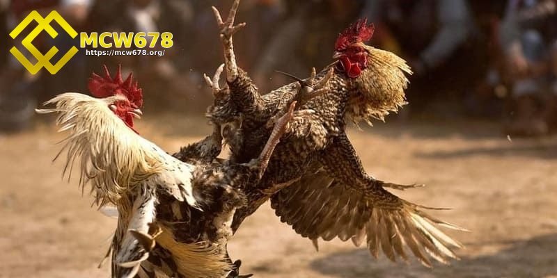 Đá hồi mã thương - Tuyệt chiêu hạ gục đối thủ nhanh chóng 3 Lựa chọn chiến kê hiếu chiến