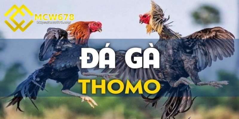 Sảnh đá gà Odin sở hữu chất lượng top đầu hiện nay 5 Đá gà thomo hấp dẫn