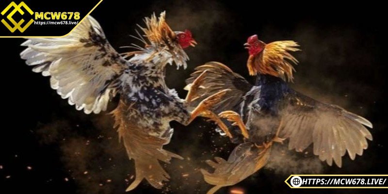 Đá gà mạng – Trải nghiệm cá cược kịch tính, hấp dẫn 2 Đá gà Thomo là hình thức đá gà mạng phổ biến nhất tại các trường gà hợp pháp