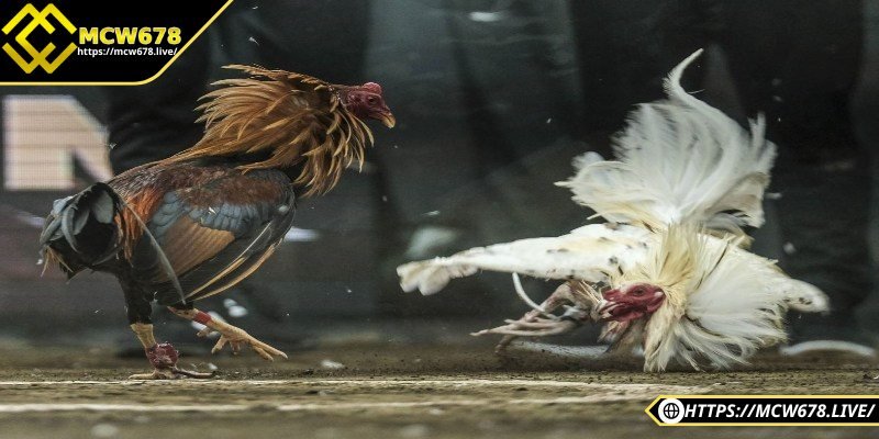Đá gà mạng – Trải nghiệm cá cược kịch tính, hấp dẫn 1 Khái niệm đá gà mạng cho người mới tham gia