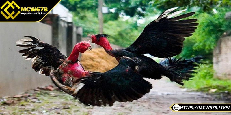 Gà chọi ăn gì khoẻ? Bí quyết nuôi gà sung mãn và bền sức 5 Nên cho gà ăn đúng giờ, không thay đổi thời gian đột ngột