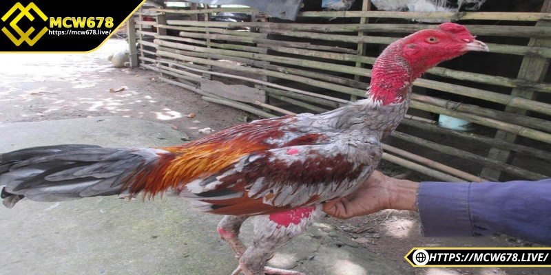 Gà chọi ăn gì khoẻ? Bí quyết nuôi gà sung mãn và bền sức 2 Yếu tố then chốt khi xét đến gà chọi ăn gì khoẻ là các loại mồi tươi giàu đạm