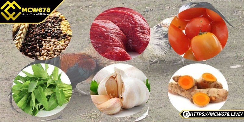 Gà chọi ăn gì khoẻ? Bí quyết nuôi gà sung mãn và bền sức 1 Tìm hiểu vai trò của chế độ ăn trong nuôi gà chọi